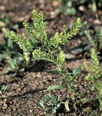 Lepidium densiflorum