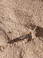 Stictia signata