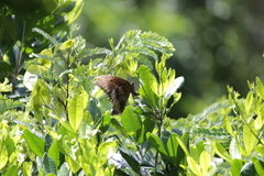 Papilio nireus lyaeus