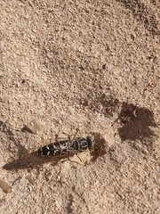 Stictia signata