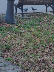 Columba livia domestica