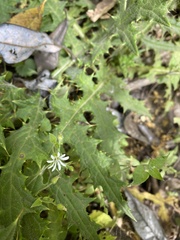 Stellaria cuspidata