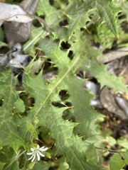 Stellaria cuspidata