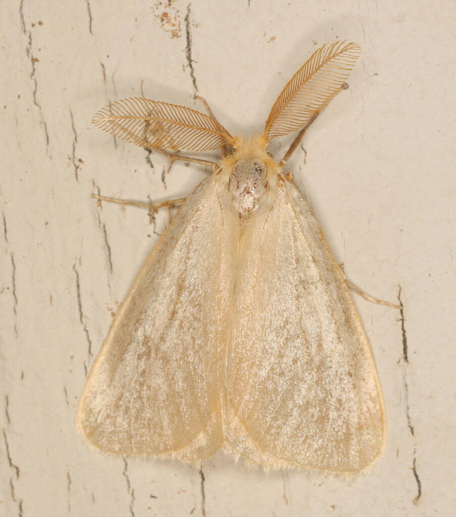 Olapa temperata