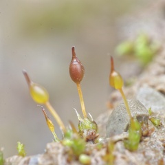 Pterygoneurum ovatum