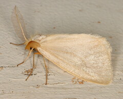 Lymantriinae