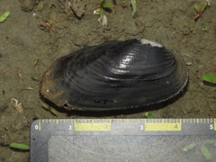 Unionoidea