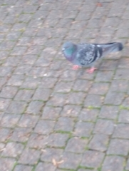 Columba livia domestica