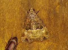 Eustrotiinae