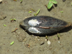 Unionoidea
