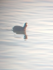 Fulica atra
