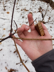 Aurantioporthe corni