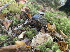 Amanita nothofagi