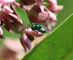 Euperilampus triangularis