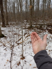 Aurantioporthe corni