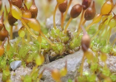 Pterygoneurum ovatum