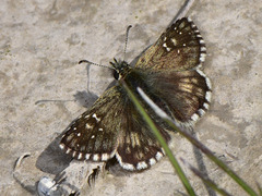 Pyrgus serratulae
