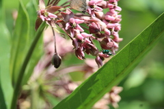 Euperilampus triangularis