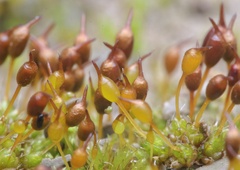 Pterygoneurum ovatum