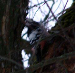 Dendrocopos leucotos