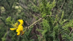 Adenocarpus foliolosus