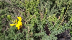 Adenocarpus foliolosus