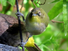 Zosterops virens capensis
