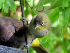 Zosterops virens capensis