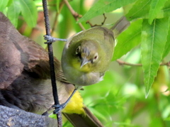Zosterops virens capensis