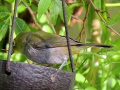 Zosterops virens capensis