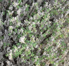 Crucianella maritima
