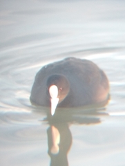 Fulica atra