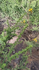 Adenocarpus foliolosus