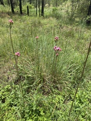 Campuloclinium macrocephalum