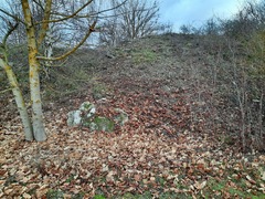 Pterygoneurum ovatum