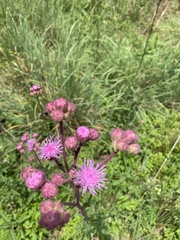 Campuloclinium macrocephalum