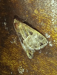 Eustrotiinae