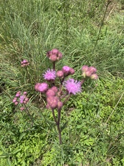 Campuloclinium macrocephalum