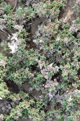 Crucianella maritima