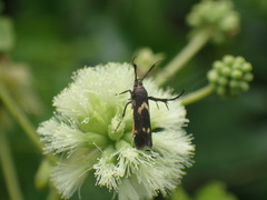 Eretmocera