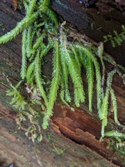 Plagiothecium undulatum