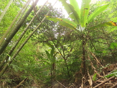 Musa