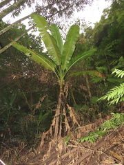 Musa