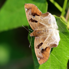 Odontoptilum angulata