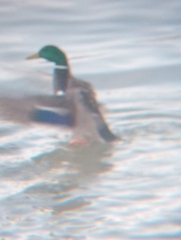 Anas platyrhynchos