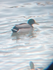 Anas platyrhynchos