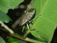 Coenomorpha