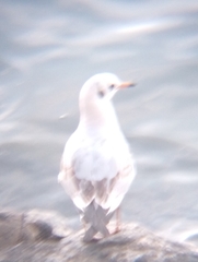 Chroicocephalus ridibundus
