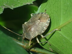 Coenomorpha