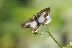 Gerosis phisara